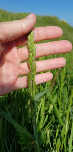 Graminée en touffe commune — Bild 3