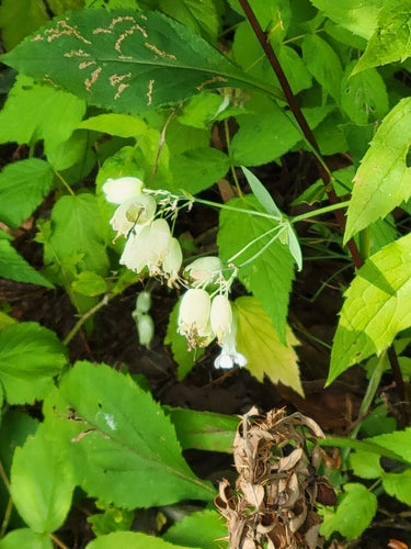 Mouche commune — Bild 3