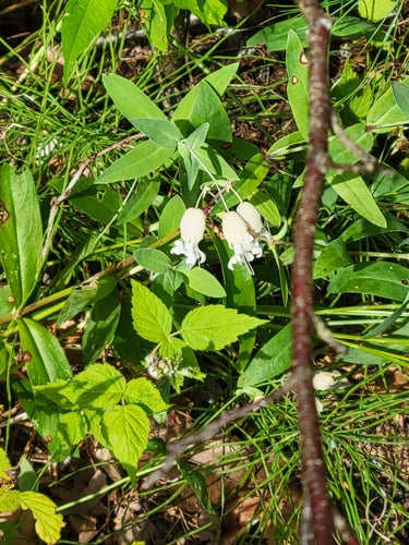 Mouche commune — Bild 2