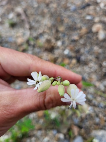 Mouche commune — Bild 5