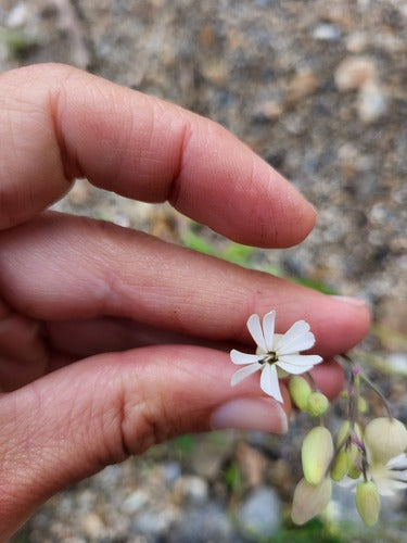 Mouche commune — Bild 4