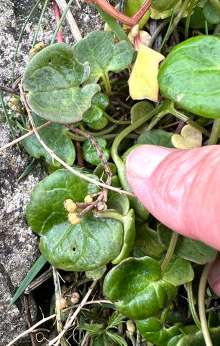 Spatule commune — Bild 2