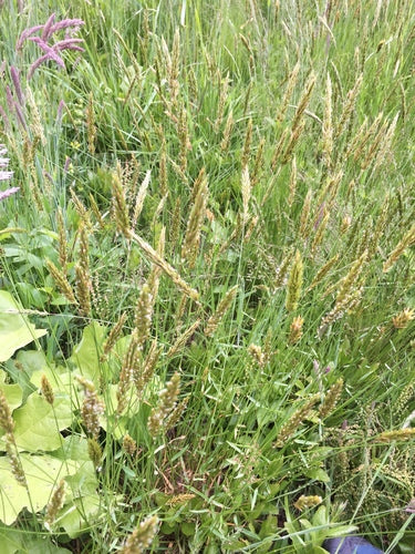 Herbe à fumée commune — Bild 1