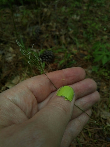 Herbe à fumée commune — photo 3 sur 8