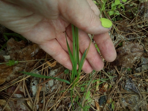 Herbe à fumée commune — photo 2 sur 8