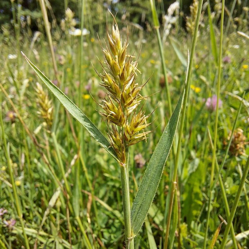Herbe à fumée commune