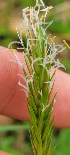 Herbe à fumée commune — Bild 5