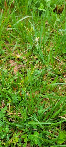 Herbe à fumée commune — Bild 4