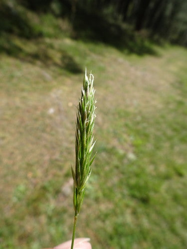 Herbe à fumée commune — Bild 3