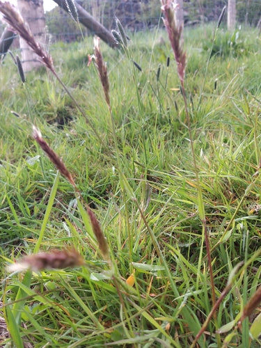 Herbe à fumée commune — Bild 2
