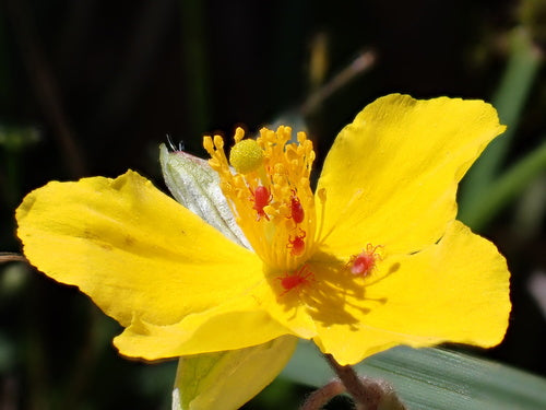 Tournesol commun — photo 3 sur 9