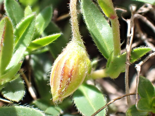 Tournesol commun — photo 2 sur 9