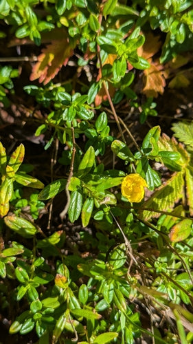 Tournesol commun — Bild 5