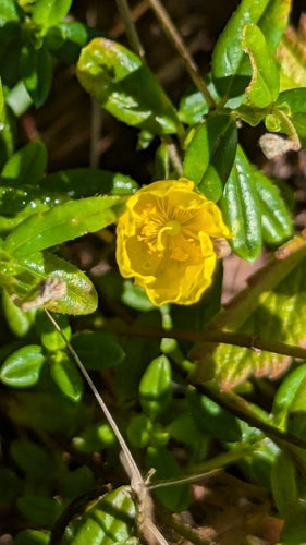 Tournesol commun — Bild 4