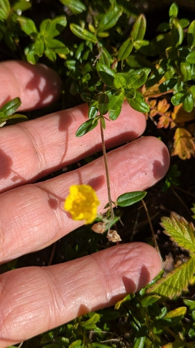 Tournesol commun — Bild 3
