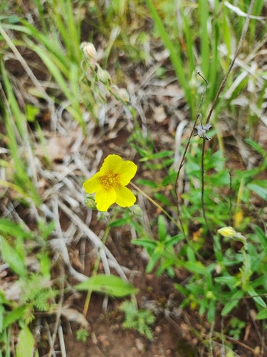 Tournesol commun — photo 5 sur 9