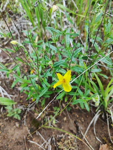 Tournesol commun — photo 4 sur 9