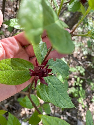 buisson d'épices — Bild 5