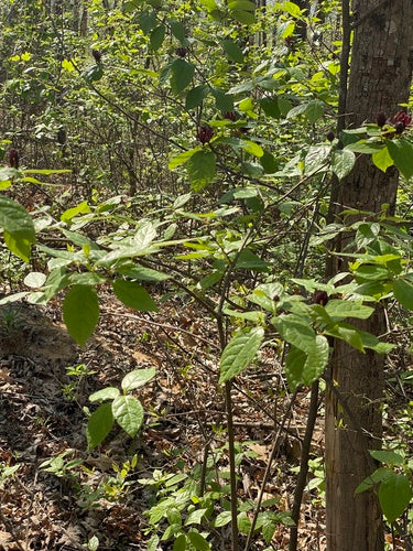 buisson d'épices — Bild 4