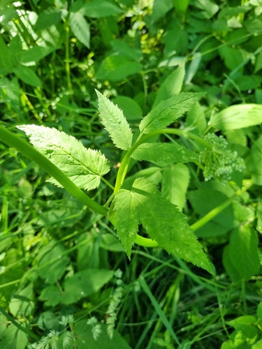 Cupide — Bild 4