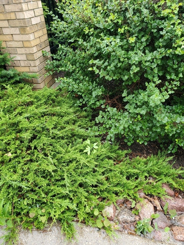 ginkgo — Bild 3