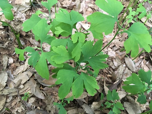 ginkgo — Bild 2