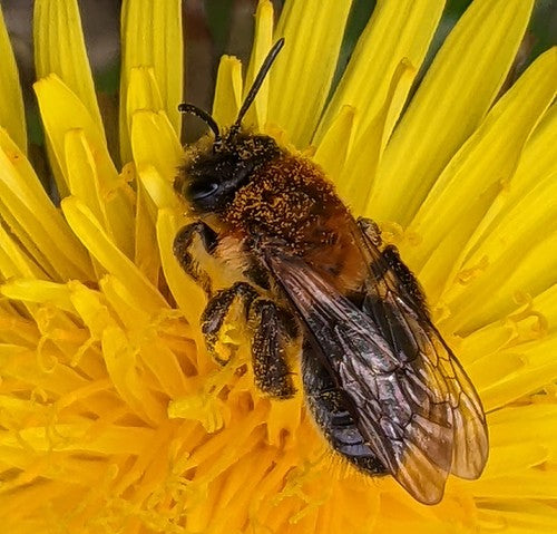 Abeille de sable brillante — Bild 5