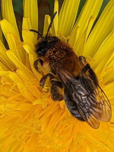 Abeille de sable brillante — Bild 4