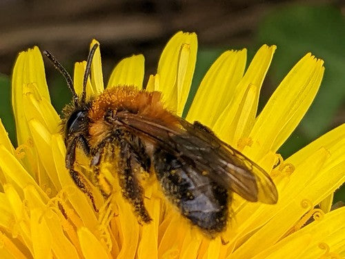 Abeille de sable brillante — Bild 3