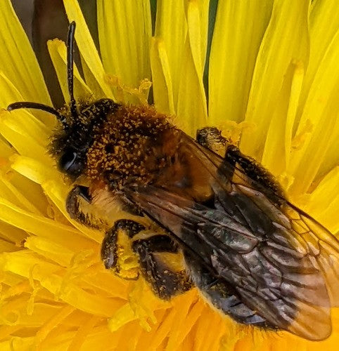 Abeille de sable brillante — Bild 2
