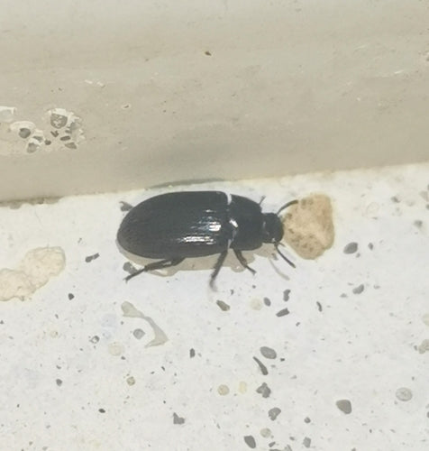 Coléoptère de la moisissure des grains brillant — photo 3 sur 17