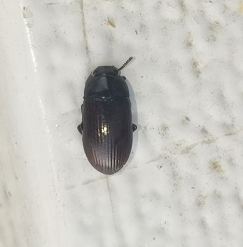 Coléoptère de la moisissure des grains brillant — Bild 2