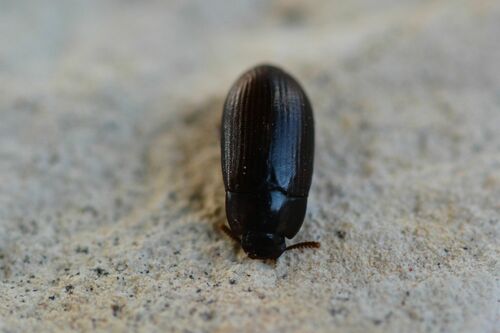 Coléoptère de la moisissure des grains brillant — photo 5 sur 17