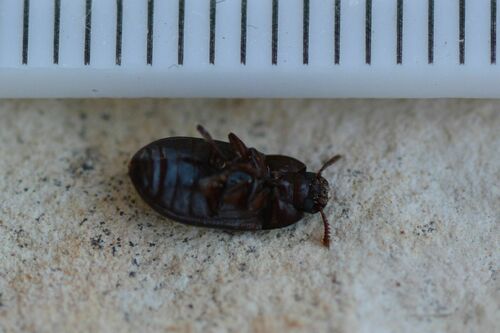 Coléoptère de la moisissure des grains brillant — photo 4 sur 17