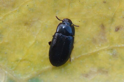 Coléoptère de la moisissure des grains brillant — Bild 1