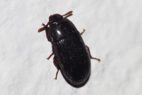 Coléoptère de la moisissure des grains brillant — Bild 3