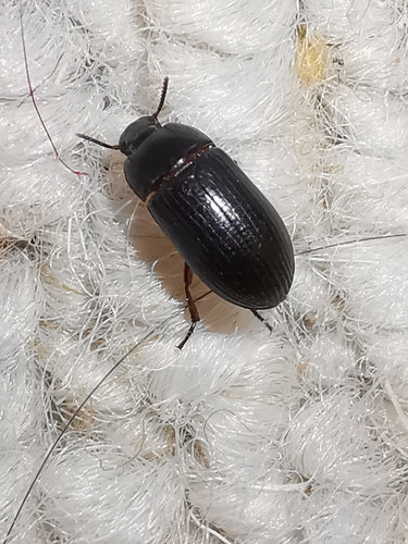 Coléoptère de la moisissure des grains brillant — Bild 5