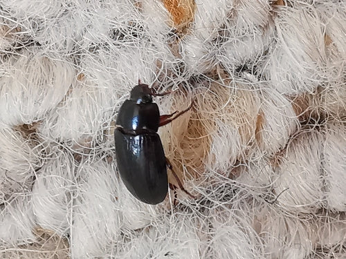 Coléoptère de la moisissure des grains brillant — Bild 4