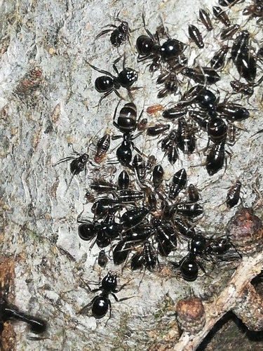 Fourmi charpentière noire brillante — Bild 4
