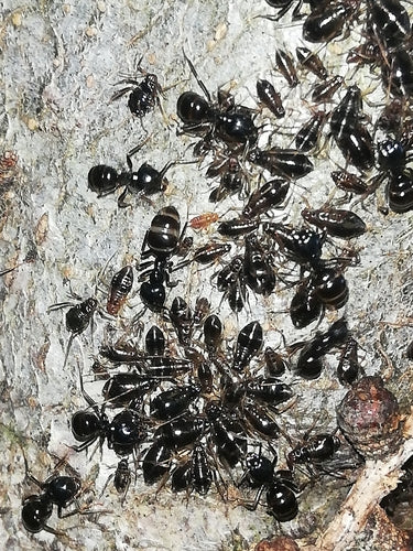 Fourmi charpentière noire brillante — Bild 3