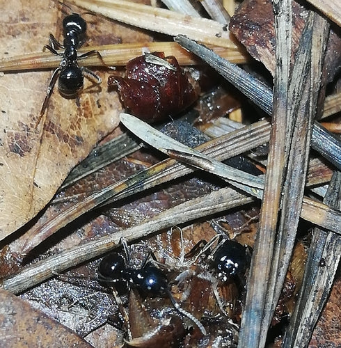 Fourmi charpentière noire brillante — Bild 2