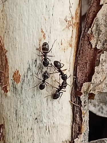 Fourmi charpentière noire brillante — photo 1 sur 8