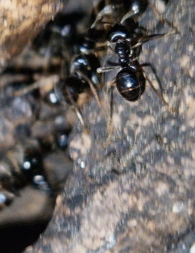 Fourmi charpentière noire brillante — Bild 5