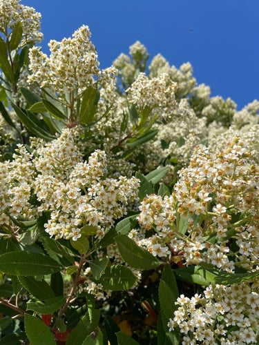 Néfliers — Bild 1