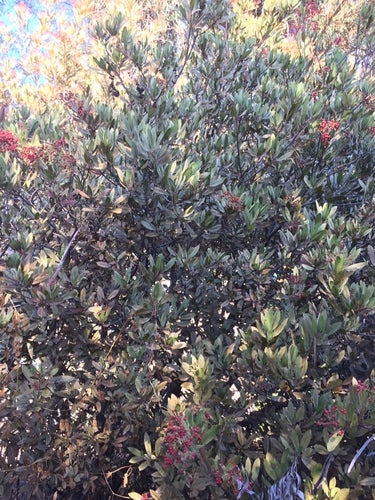 Néfliers — Bild 2