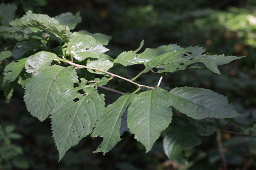 Cerises en verre — Bild 2
