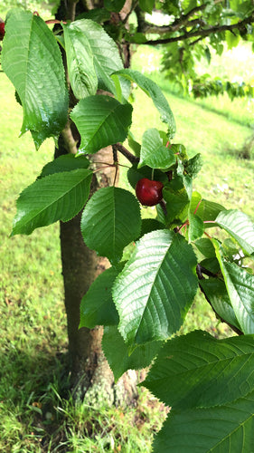 Cerises en verre — Bild 3