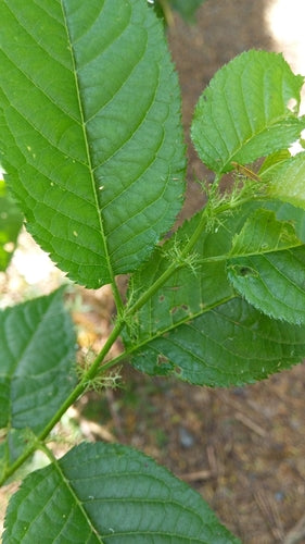 Cerises en verre — Bild 5