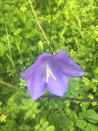 Jacinthe des bois — Bild 5