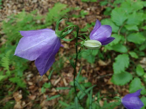 Jacinthe des bois — Bild 2